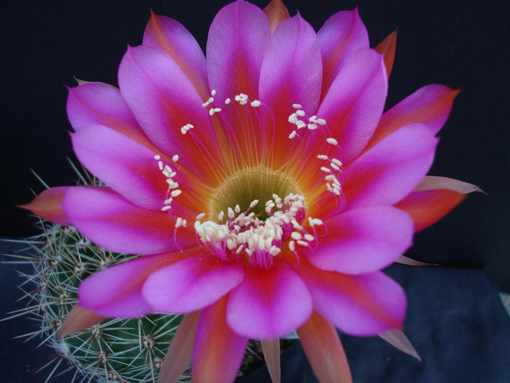 Eigene Echinopsis/Neu 2.jpg